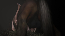Horse video 14