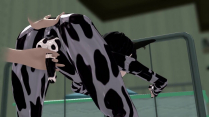 The Cow’s Milk